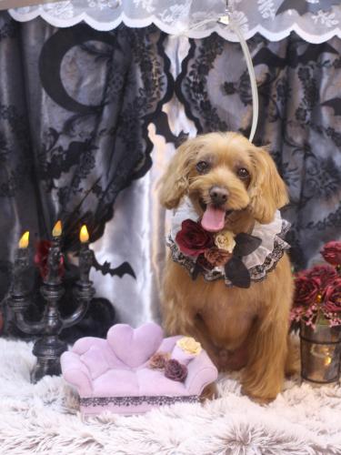 20231026紋之助くん